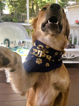 Pet Bandanas